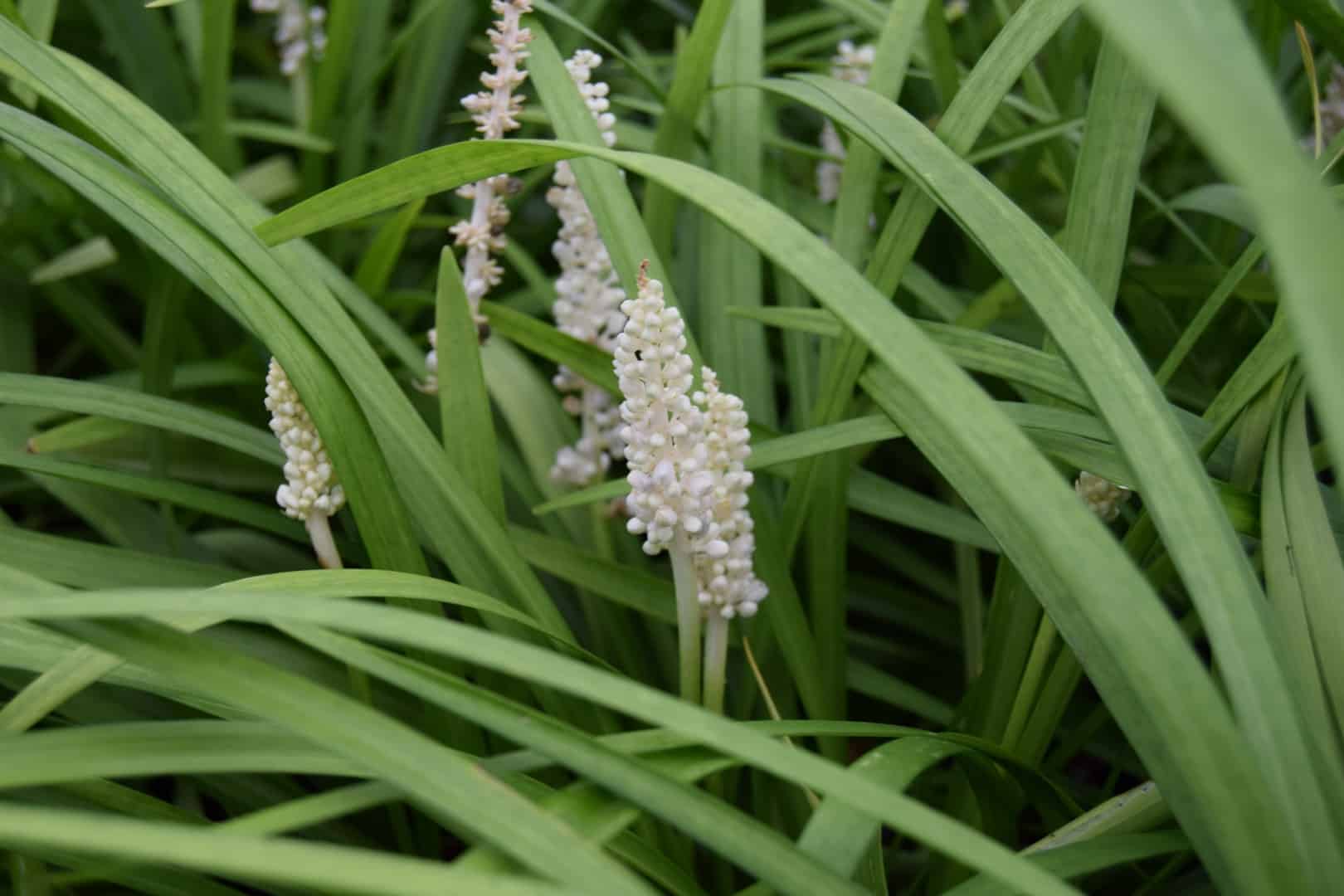 Liriope muscari 'Monroe White'